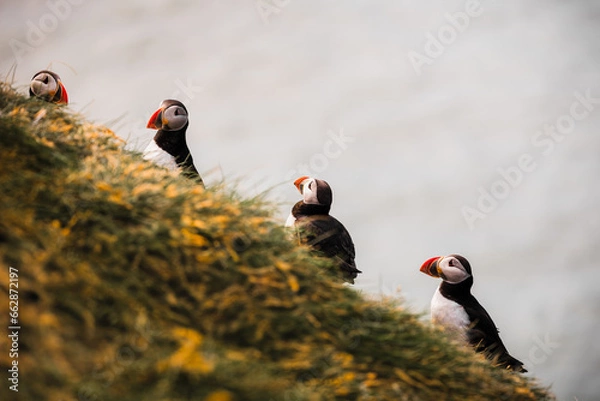 Obraz Puffins in Harmony