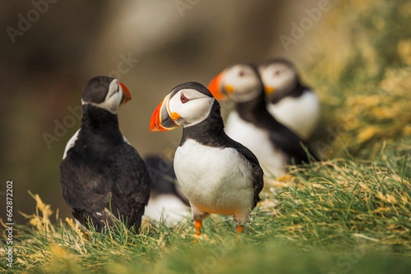 Obraz A Puffin Family's Moment