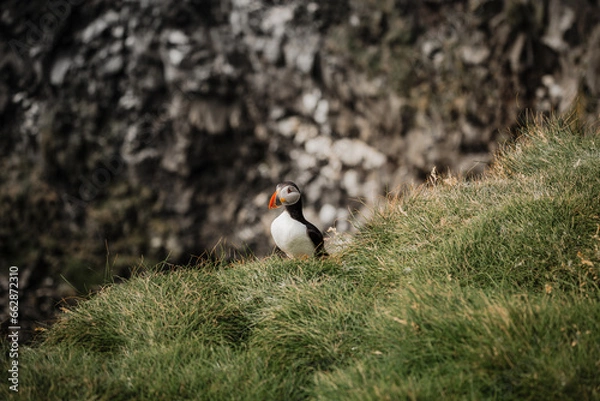 Obraz A Puffin's Solitude