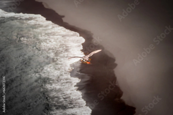 Obraz Puffin Soaring Above Icelandic Cliffs