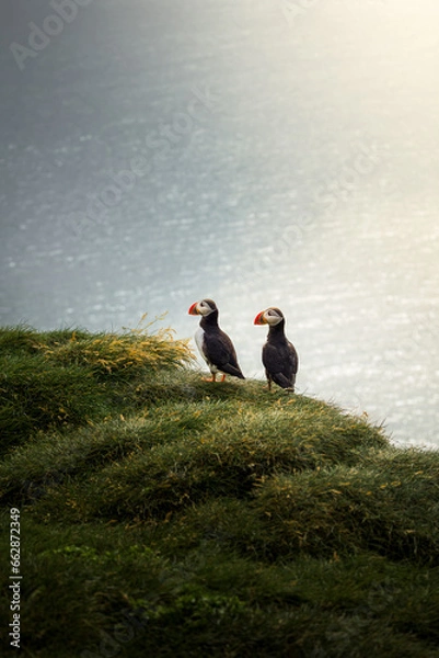 Obraz Icelandic Puffins on a summer day