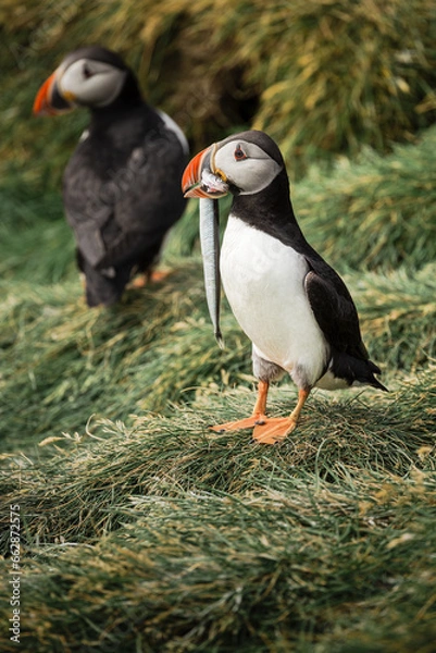 Obraz Puffin with Fish in Iceland