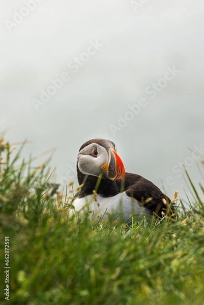 Obraz Icelandic Puffin enjoying a summer day nap