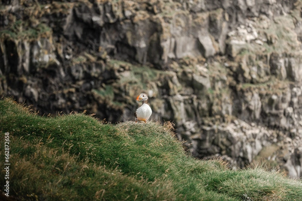 Obraz Icelandic Puffin enjoying a summer day