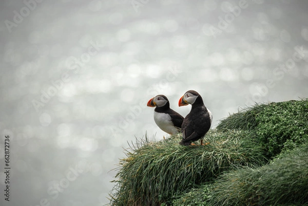 Obraz Icelandic Puffins enjoying a summer day