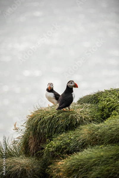 Obraz Icelandic Puffins on Green Grass enjoying a summer day