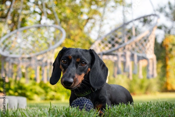 Fototapeta Dachshund puppy playing with a ball in the garden.