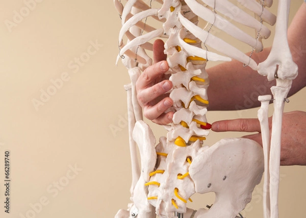 Obraz Demonstration der Wirbelsäule