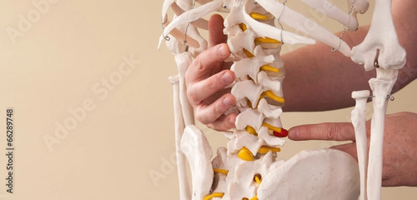Obraz Demonstracja kręgosłupa
