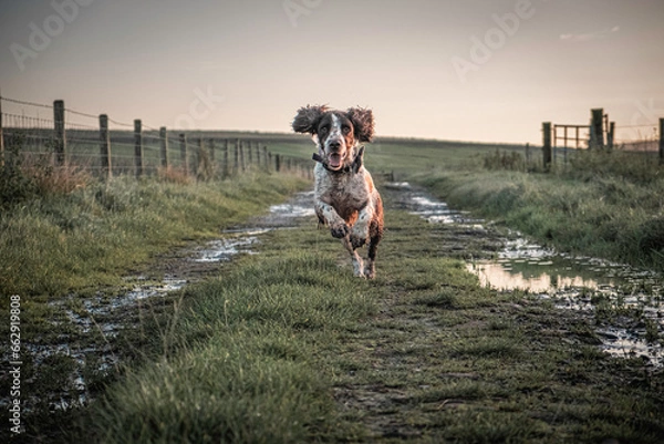 Obraz Springer Sprint