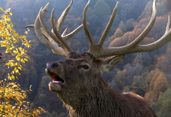 Fototapeta Brunfthirsch im Herbst
