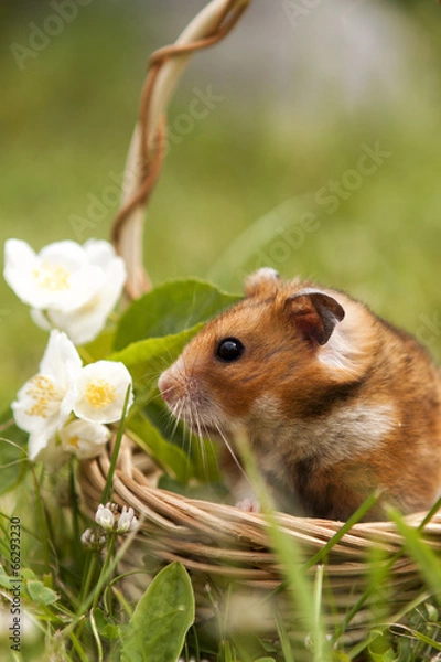 Fototapeta Little hamster in a basket with flowers