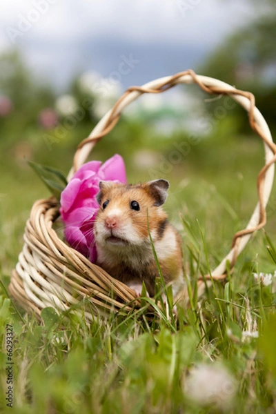 Obraz Little hamster in a basket with flowers