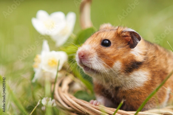 Fototapeta Little hamster in a basket with flowers