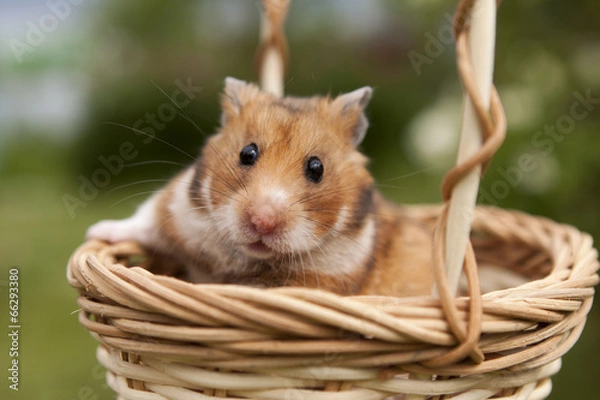 Fototapeta Little hamster in a basket