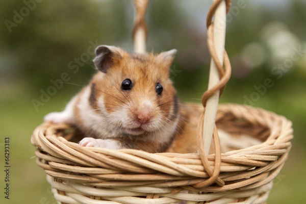 Obraz Little hamster in a basket
