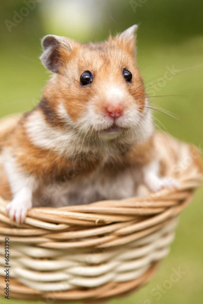 Obraz Little hamster in a basket