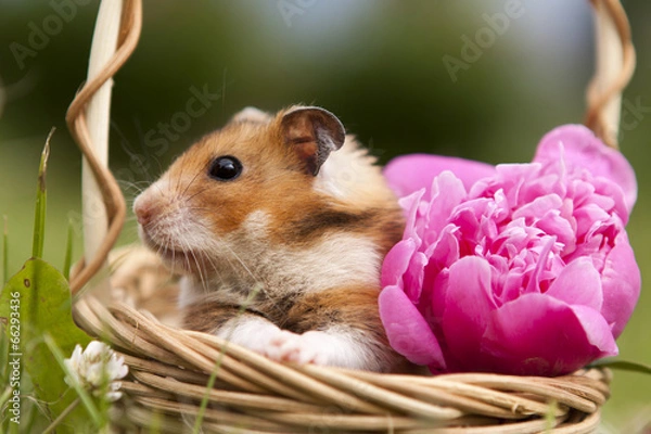 Obraz Little hamster in a basket with flowers