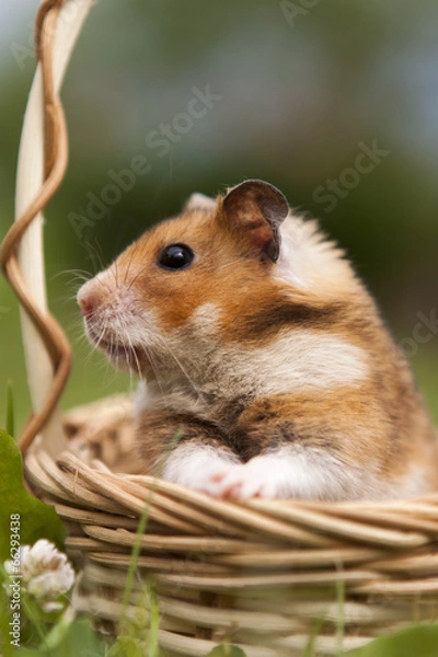 Obraz Little hamster in a basket