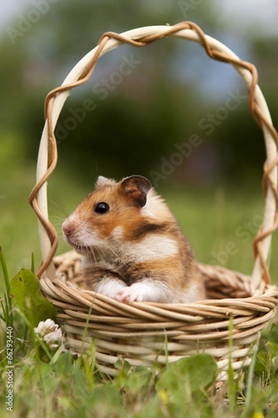 Obraz Little hamster in a basket