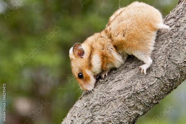 Obraz Hamster on a tree