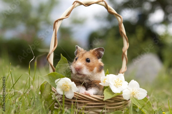 Obraz Little hamster in a basket with flowers