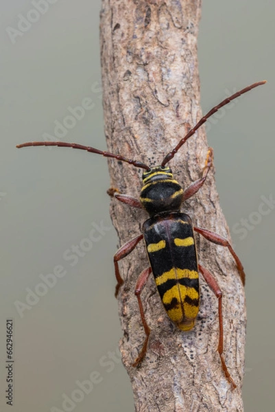 Fototapeta a longhorn beetle called Plagionotus detritus