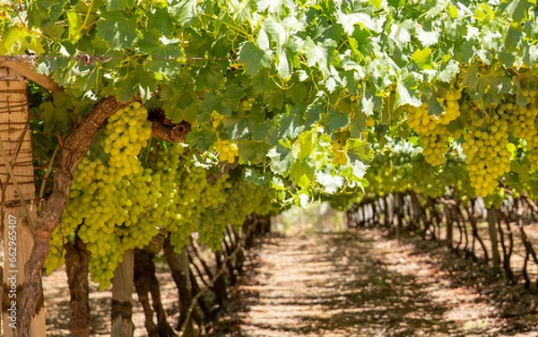 Obraz Trauben kurz vor der Ernte
