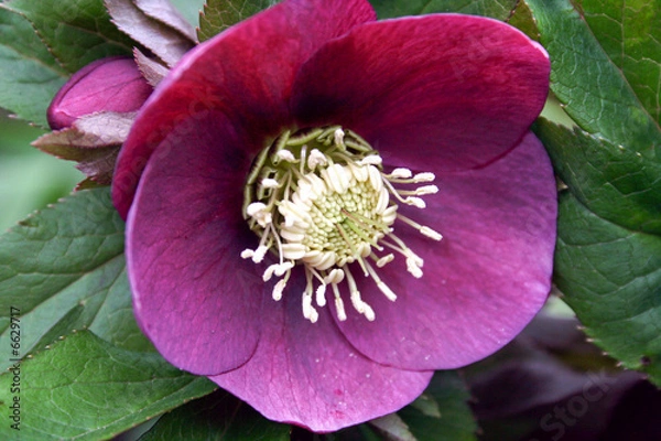 Obraz helleborus niger purple