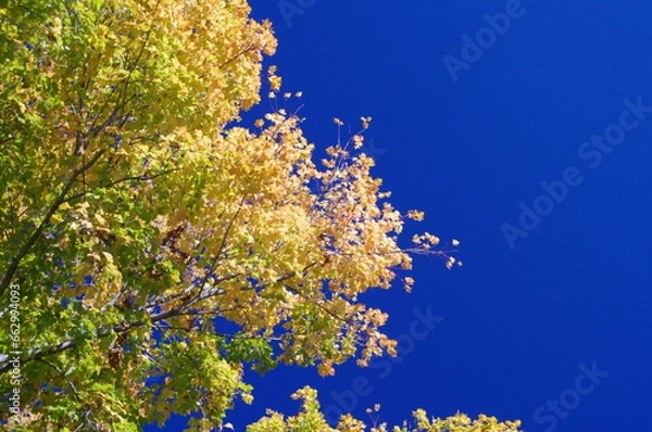 Fototapeta Fall colors