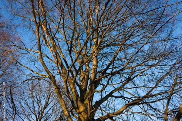 Obraz Bäume am Feld