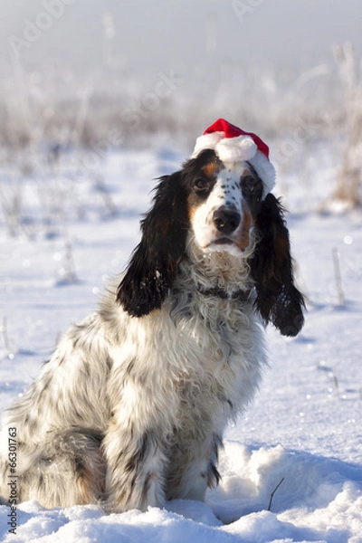 Obraz Christmas Spaniel in Snow