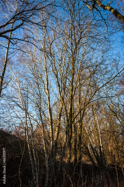 Obraz Bäume am Feld