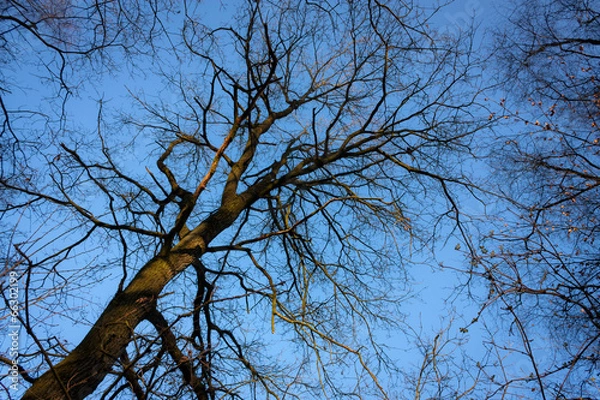 Obraz Bäume am Feld