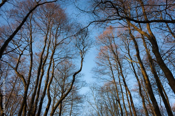 Obraz Bäume am Feld