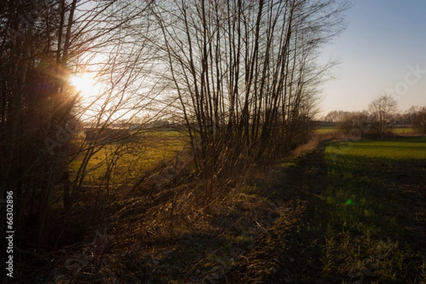 Obraz Bäume am Feld