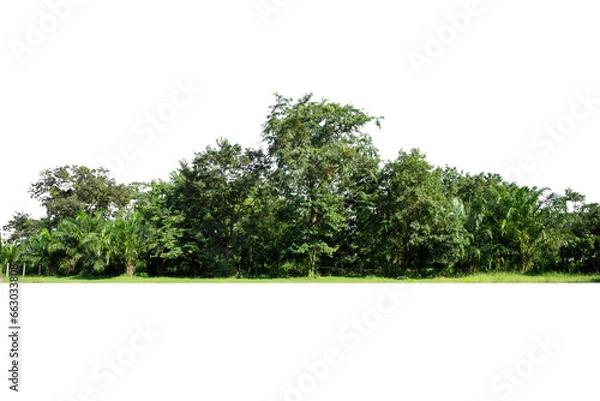 Fototapeta View of a High definition Treelined isolated on a white background.