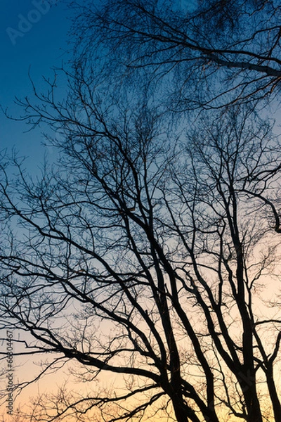 Obraz Bäume am Feld