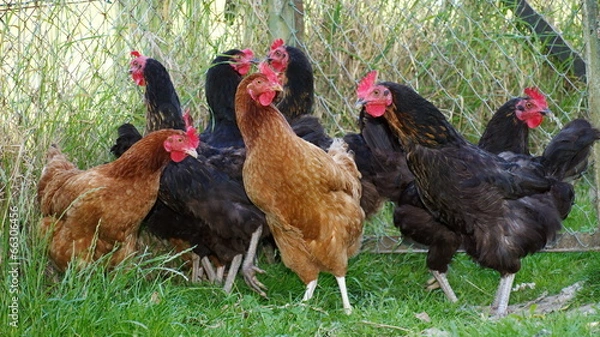 Obraz poules