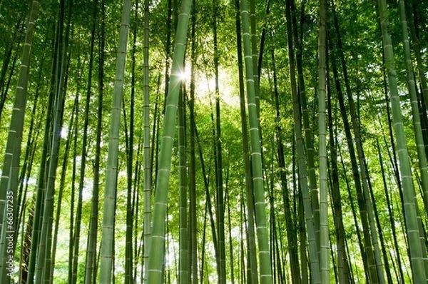 Obraz Bambusowy las