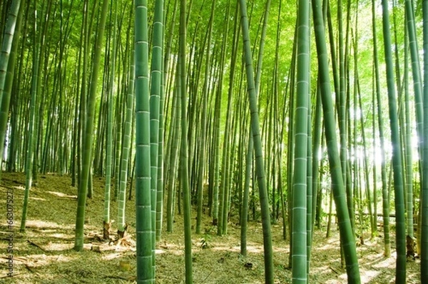 Obraz bamboo forest