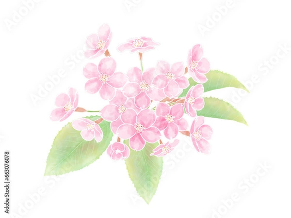 Obraz 葉がついている水彩の桜