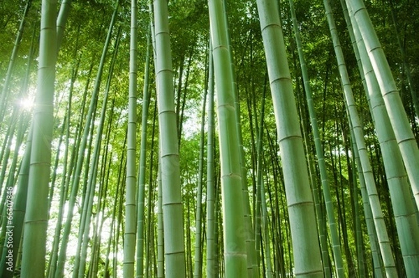 Obraz bamboo forest