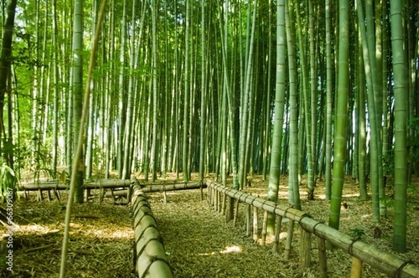 Obraz bamboo forest