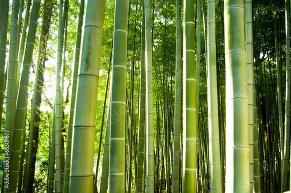 Obraz bamboo forest
