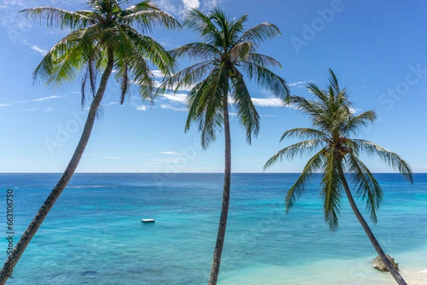 Fototapeta Coconut palm tree at the beach. Low angle view of coconut tree against blue sky