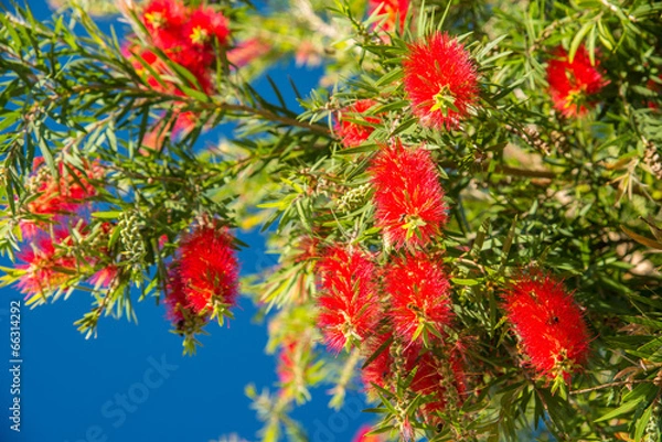 Obraz fluffy red bumps