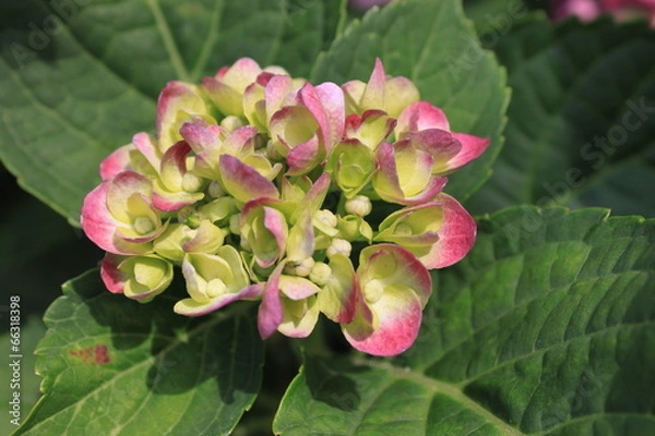 Fototapeta 紫陽花