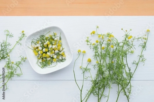 Obraz テーブルに置いたフレッシュなカモミール、収穫したカモミールの花