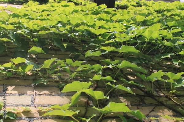 Fototapeta 蔦と煉瓦外壁
